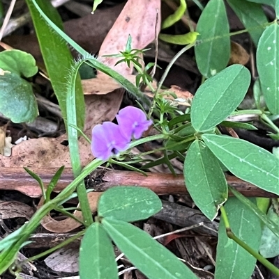 Glycine tabacina at Goobarragandra, NSW - 4 Jan 2025 by courtneyb