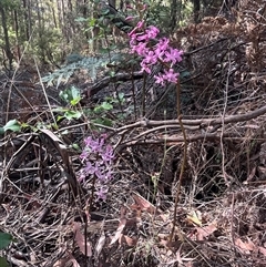 Dipodium roseum (Rosy Hyacinth Orchid) at Wee Jasper, NSW - 4 Jan 2025 by courtneyb