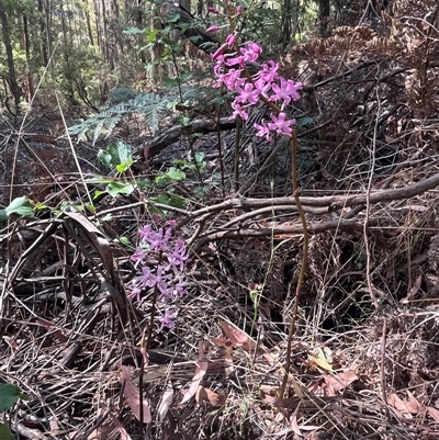 Dipodium roseum (Rosy Hyacinth Orchid) at Wee Jasper, NSW - 5 Jan 2025 by courtneyb