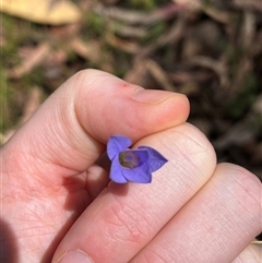 Wahlenbergia sp. at Wee Jasper, NSW - 4 Jan 2025 by courtneyb