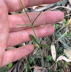 Wahlenbergia stricta subsp. stricta at Wee Jasper, NSW - 5 Jan 2025