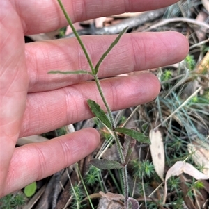 Wahlenbergia stricta subsp. stricta at Wee Jasper, NSW - 5 Jan 2025