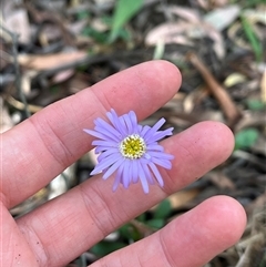 Brachyscome spathulata (Coarse Daisy, Spoon-leaved Daisy) at Wee Jasper, NSW - 5 Jan 2025 by courtneyb