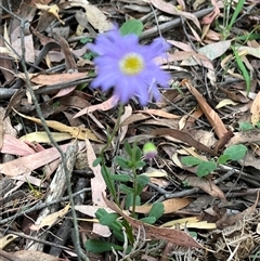 Brachyscome spathulata at Wee Jasper, NSW - 5 Jan 2025