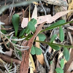 Brachyscome spathulata at Wee Jasper, NSW - 5 Jan 2025