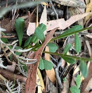 Brachyscome spathulata at Wee Jasper, NSW - 5 Jan 2025