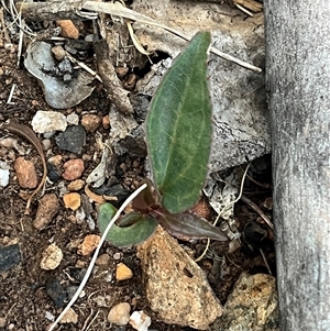 Clematis aristata at Goobarragandra, NSW - 4 Jan 2025 08:02 PM