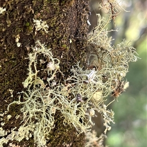 Usnea sp. (genus) at Wee Jasper, NSW - 5 Jan 2025 09:39 AM