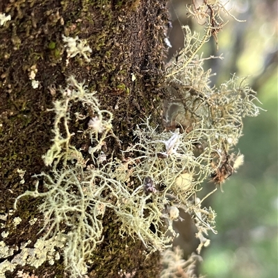 Usnea sp. (genus) (Bearded lichen) at Wee Jasper, NSW - 4 Jan 2025 by courtneyb