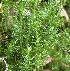 Asperula scoparia (Prickly Woodruff) at Wee Jasper, NSW - 5 Jan 2025 by courtneyb