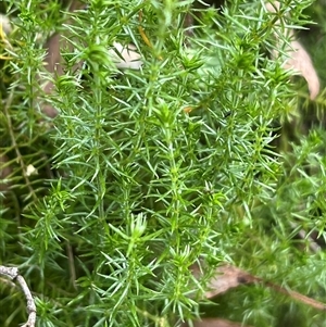 Asperula scoparia at Wee Jasper, NSW - 5 Jan 2025 10:43 AM