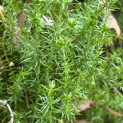 Asperula scoparia (Prickly Woodruff) at Wee Jasper, NSW - 5 Jan 2025 by courtneyb