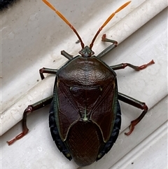 Musgraveia sulciventris (Bronze Orange Bug) at Jerrabomberra, NSW - 5 Jan 2025 by SteveBorkowskis