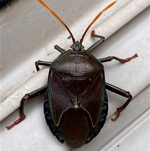 Musgraveia sulciventris (Bronze Orange Bug) at Jerrabomberra, NSW by SteveBorkowskis