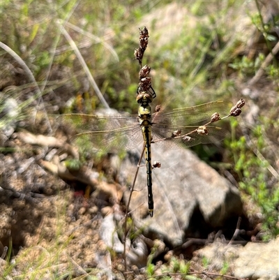 Unidentified Dragonfly (Anisoptera) at Bonython, ACT - 13 Dec 2024 by GG