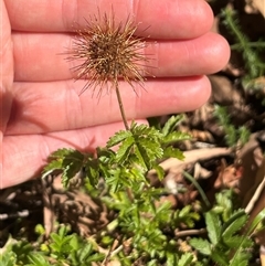 Acaena novae-zelandiae at Wee Jasper, NSW - 4 Jan 2025 by courtneyb