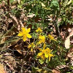 Hypericum perforatum at Wee Jasper, NSW - 4 Jan 2025 by courtneyb