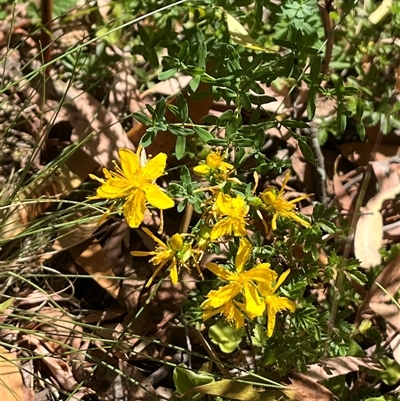 Hypericum perforatum (St John's Wort) at Wee Jasper, NSW - 5 Jan 2025 by courtneyb