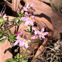 Centaurium erythraea (Common Centaury) at Wee Jasper, NSW - 5 Jan 2025 by courtneyb