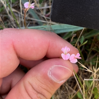 Grona varians (Slender Tick-Trefoil) at Franklin, ACT - 18 Dec 2024 by GG