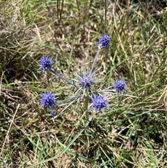 Eryngium ovinum (Blue Devil) at Gungahlin, ACT - 18 Dec 2024 by GG