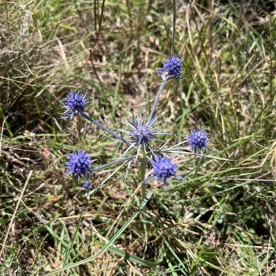 Eryngium ovinum at Gungahlin, ACT - 18 Dec 2024 by GG