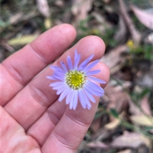 Brachyscome spathulata (Coarse Daisy, Spoon-leaved Daisy) at Wee Jasper, NSW by courtneyb