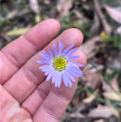 Brachyscome spathulata (Coarse Daisy, Spoon-leaved Daisy) at Wee Jasper, NSW - 5 Jan 2025 by courtneyb