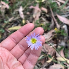 Brachyscome spathulata at Wee Jasper, NSW - 5 Jan 2025