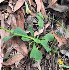 Brachyscome spathulata at Wee Jasper, NSW - 5 Jan 2025