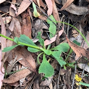 Brachyscome spathulata at Wee Jasper, NSW - 5 Jan 2025 09:35 AM