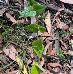 Platylobium montanum subsp. montanum (Mountain Flat Pea) at Wee Jasper, NSW - 5 Jan 2025 by courtneyb