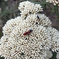 Oedemeridae (family) (False blister beetle) at Brindabella, NSW - 4 Jan 2025 by courtneyb