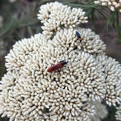 Oedemeridae (family) (False blister beetle) at Brindabella, NSW - 4 Jan 2025 by courtneyb