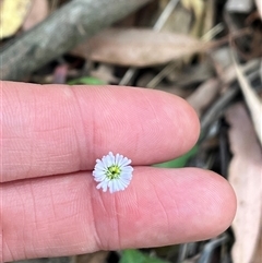 Lagenophora sp. at Wee Jasper, NSW - 4 Jan 2025 by courtneyb