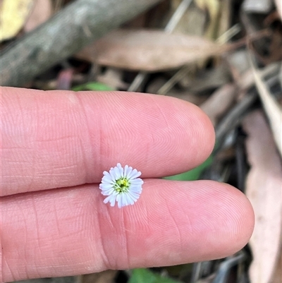 Lagenophora sp. at Wee Jasper, NSW - 4 Jan 2025 by courtneyb