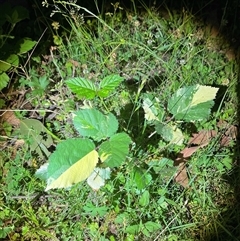 Rubus anglocandicans (Blackberry) at Brindabella, NSW - 4 Jan 2025 by courtneyb