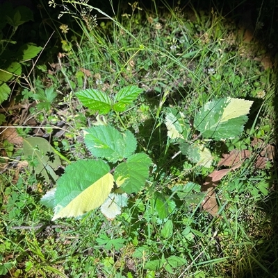 Rubus sp. at Brindabella, NSW - 4 Jan 2025 by courtneyb