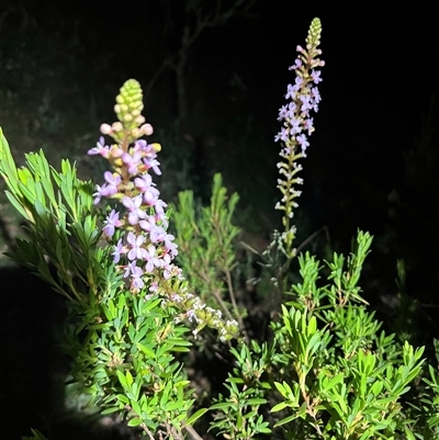 Stylidium (genus) (Trigger Plant) at Brindabella, NSW - 4 Jan 2025 by courtneyb