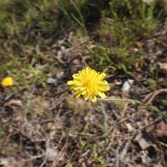 Microseris lanceolata at Fadden, ACT - 4 Jan 2025 by DavidDedenczuk