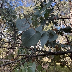 Eucalyptus nortonii at Wee Jasper, NSW - 5 Jan 2025