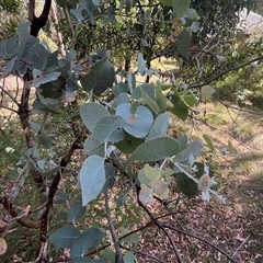 Eucalyptus nortonii at Wee Jasper, NSW - 5 Jan 2025