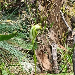 Pterostylis monticola at Cotter River, ACT - 4 Jan 2025 by Bubbles