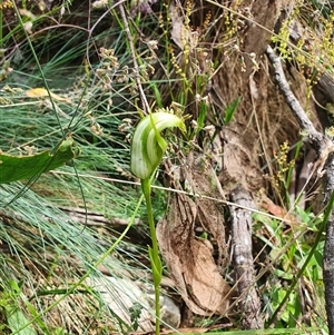 Pterostylis monticola at Cotter River, ACT - suppressed