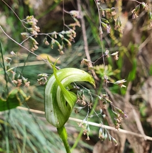 Pterostylis monticola at Cotter River, ACT - suppressed