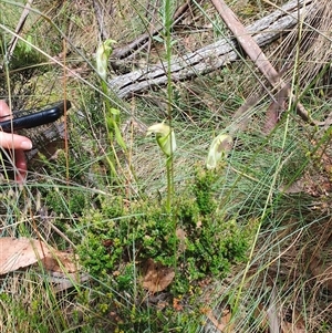 Pterostylis monticola at Cotter River, ACT - suppressed