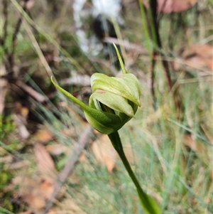 Pterostylis monticola at Cotter River, ACT - suppressed