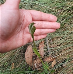 Pterostylis monticola at Cotter River, ACT - suppressed