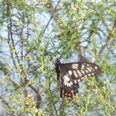 Papilio anactus (Dainty Swallowtail) at Fadden, ACT - 4 Jan 2025 by DavidDedenczuk