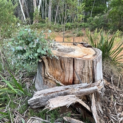 Eucalyptus globulus subsp. bicostata at Goobarragandra, NSW - 4 Jan 2025 by courtneyb